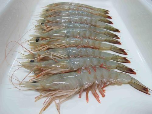 White prawn Exporters India